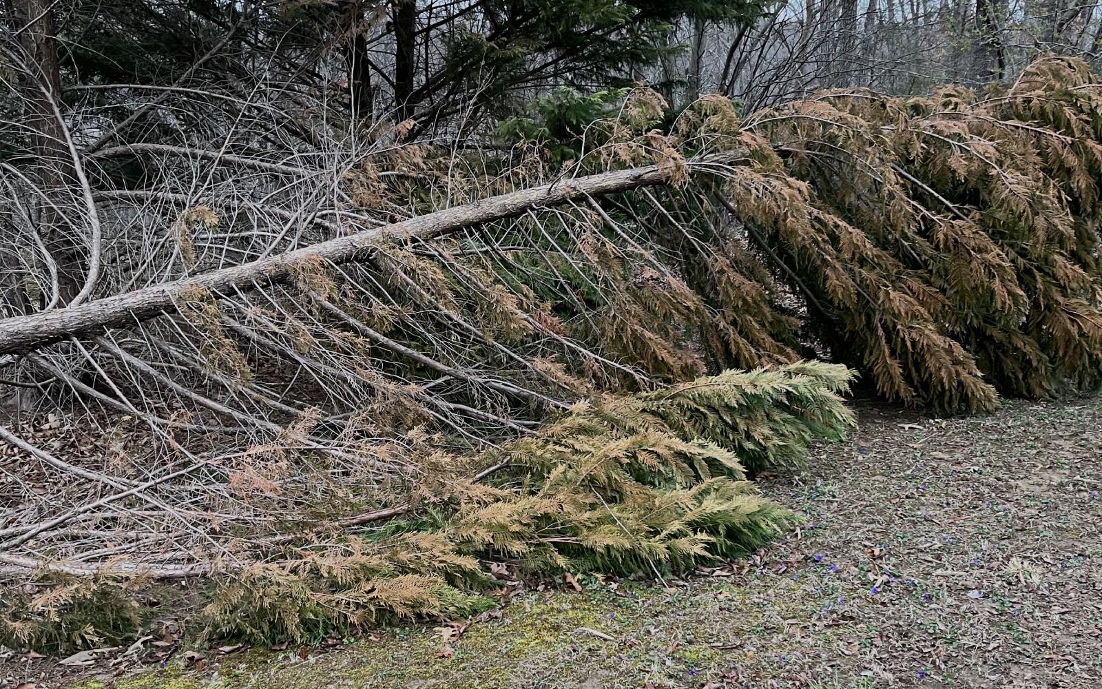 Tree Removal